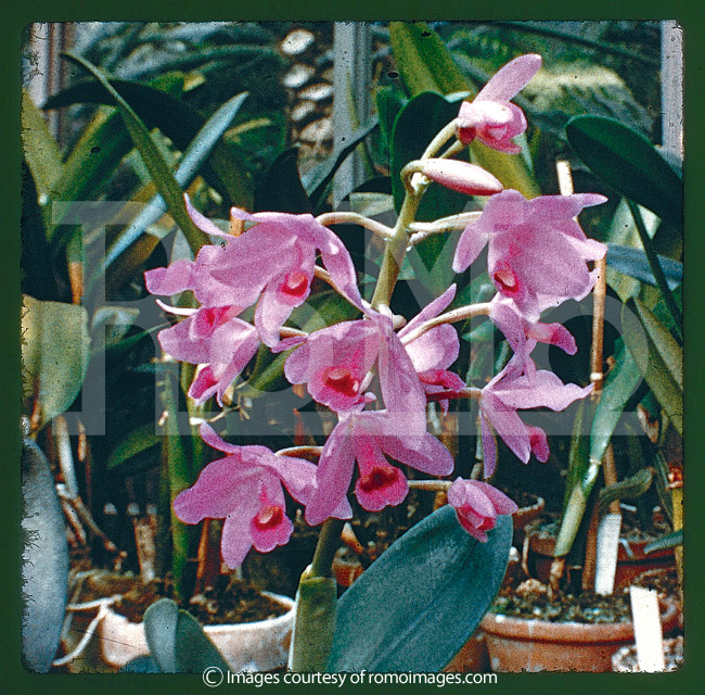 orchidees cattleya